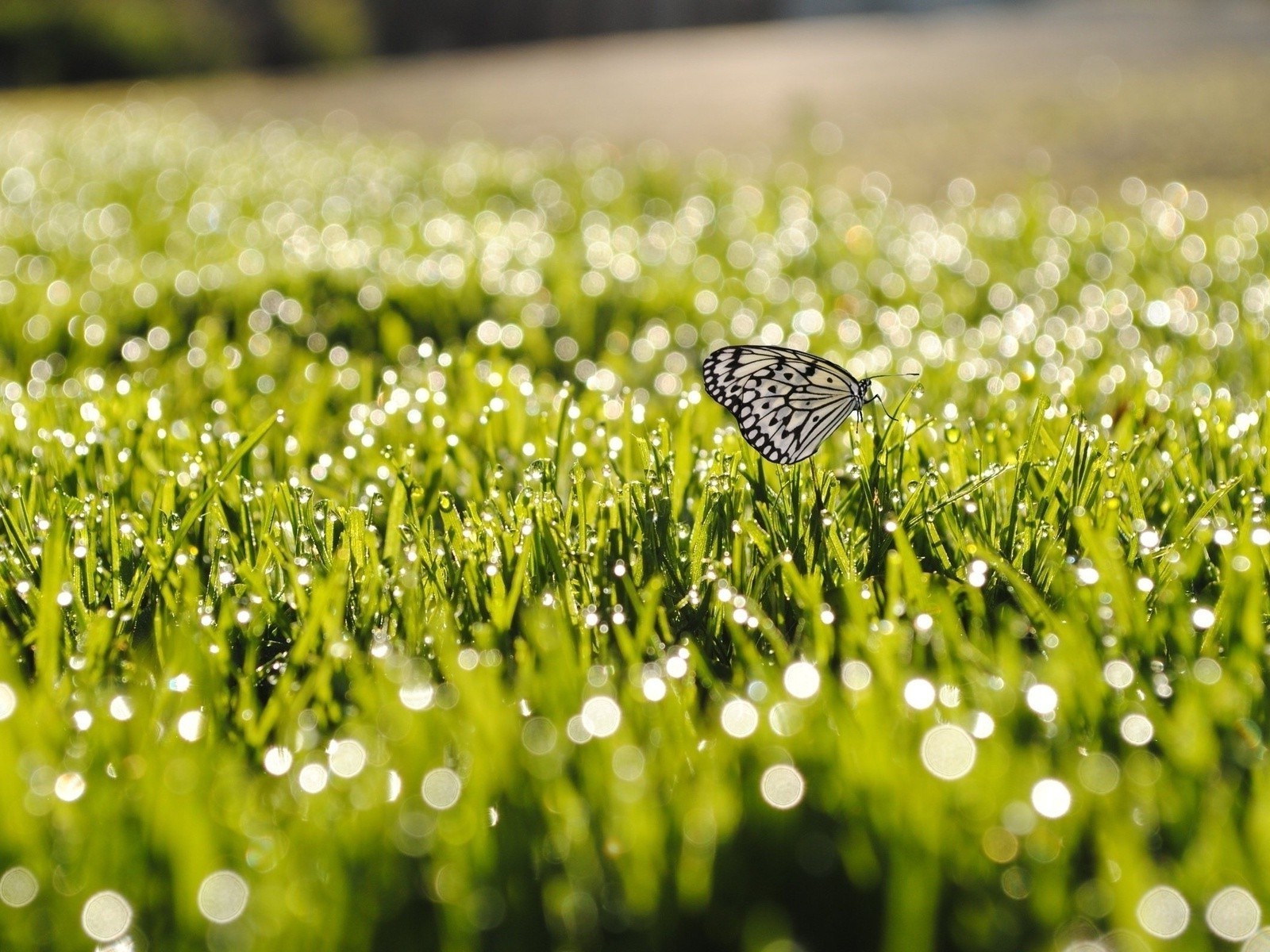 felder wiesen und täler gras feld natur heuhaufen sommer garten rasen sonne flora im freien gutes wetter tau ländlich aufstieg regen blatt dämmerung saison