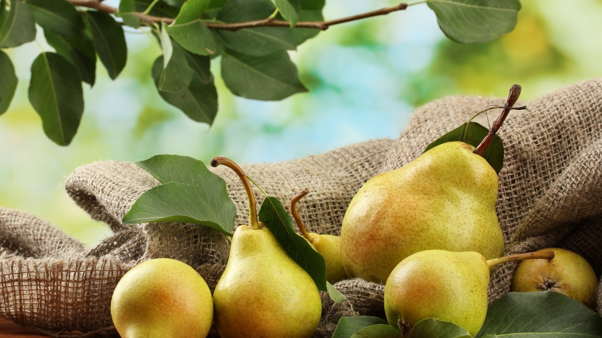 obst lebensmittel blatt weide saftig apfel birne natur herbst gesund landwirtschaft wachsen gebäck essen flora gesundheit desktop schließen baum