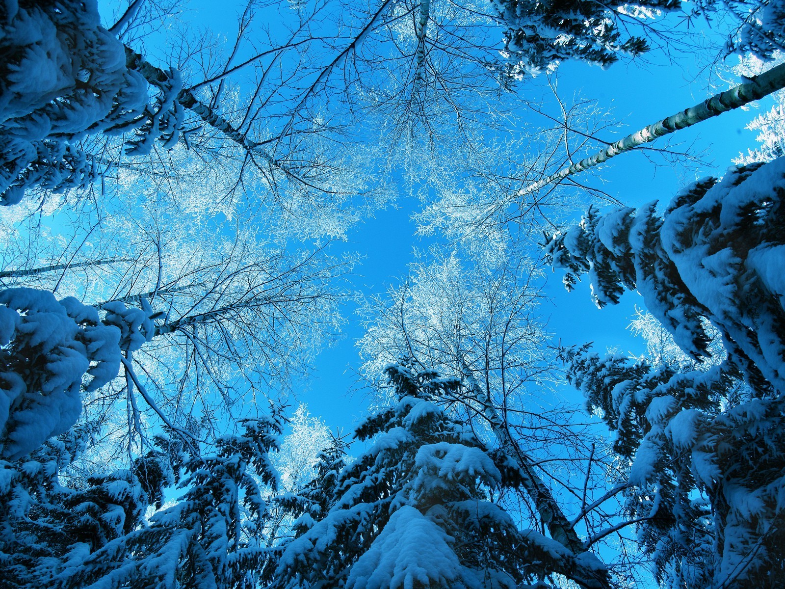природа зима деревья ели небо облака снег загрузить