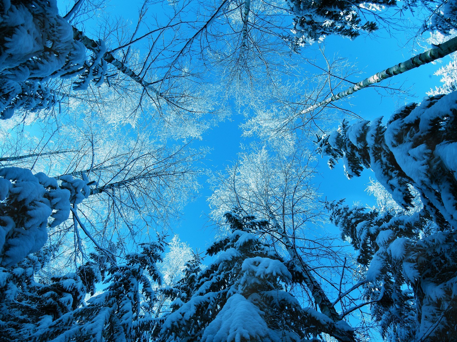 himmel schnee winter holz kalt frost holz gefroren eis natur landschaft himmel saison wetter im freien eisig landschaftlich filiale