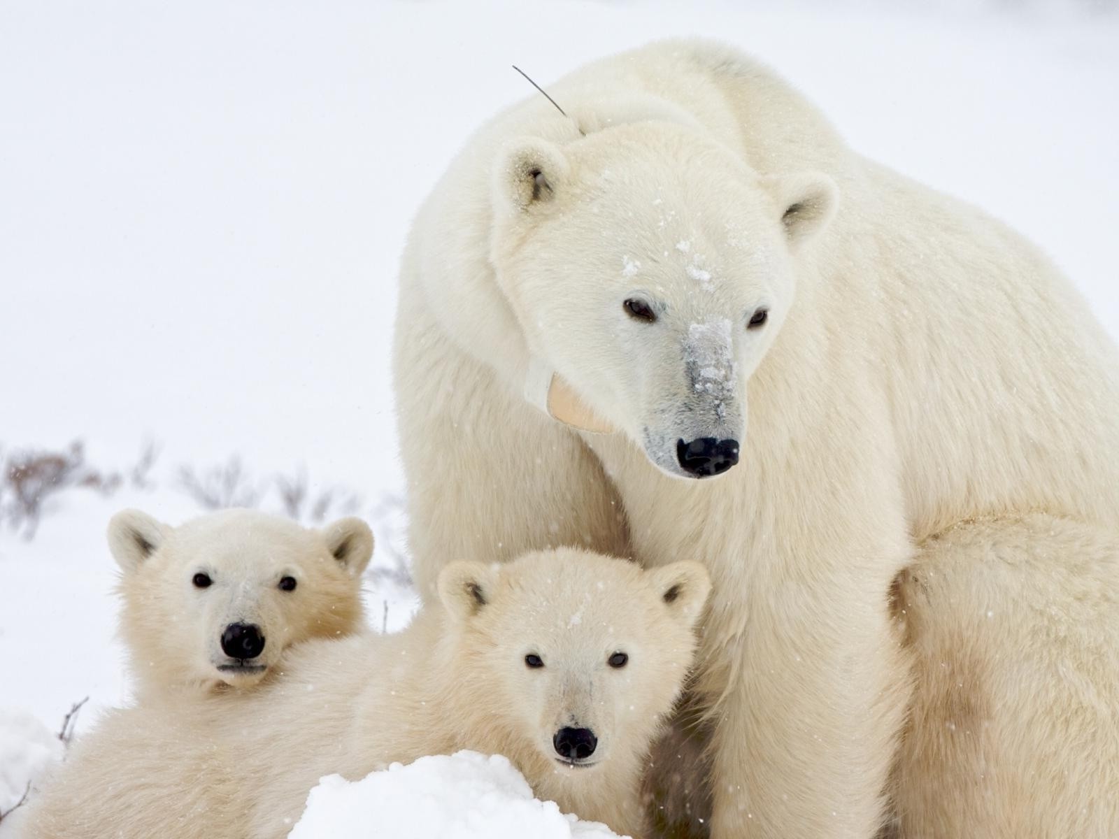 orsi gelido mammifero animale inverno fauna selvatica neve sveglio polare natura pelliccia