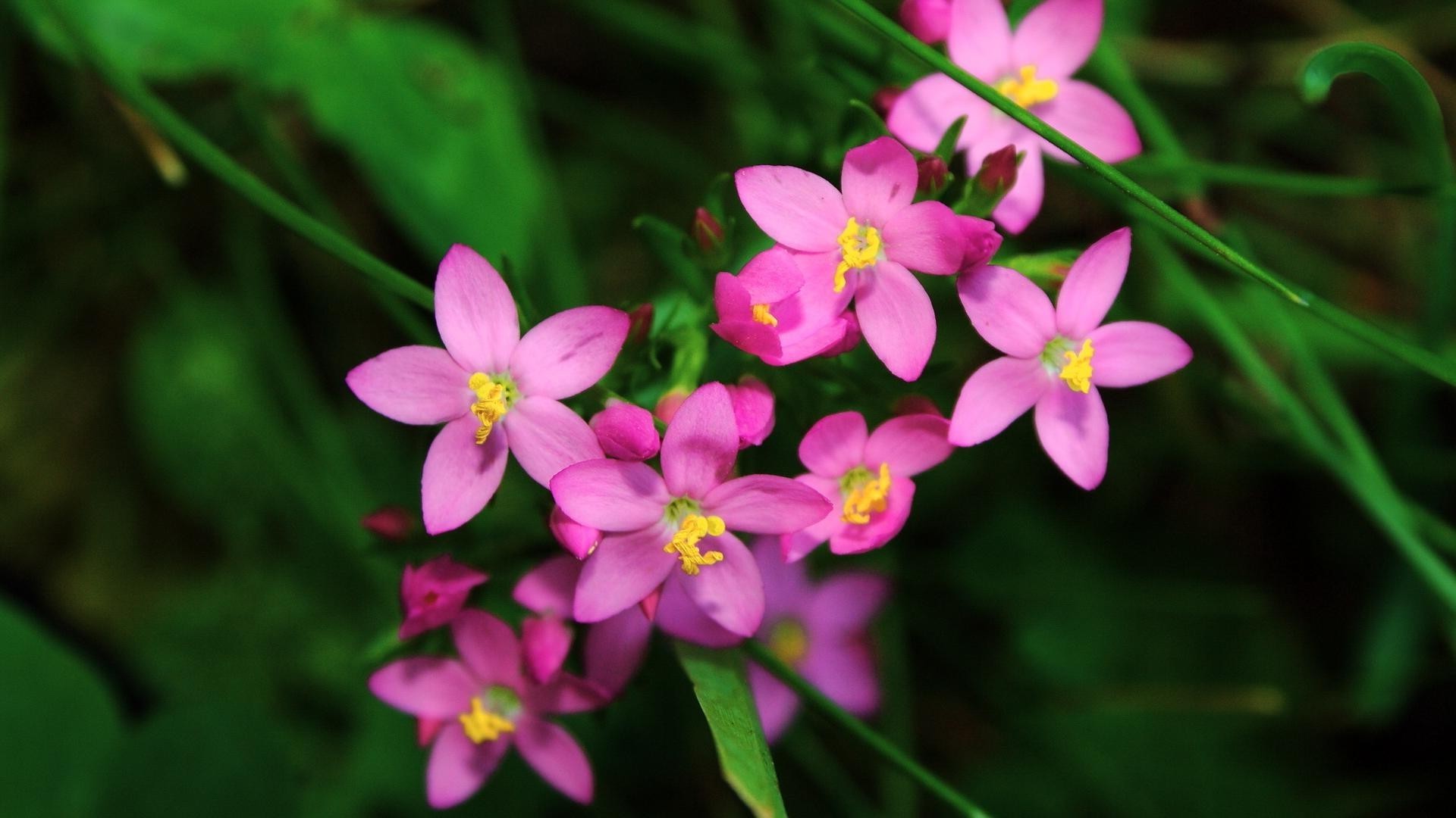 çiçekler doğa çiçek flora yaz yaprak bahçe yakın çekim renk çiçek büyüme parlak açık havada çiçek açan petal güzel