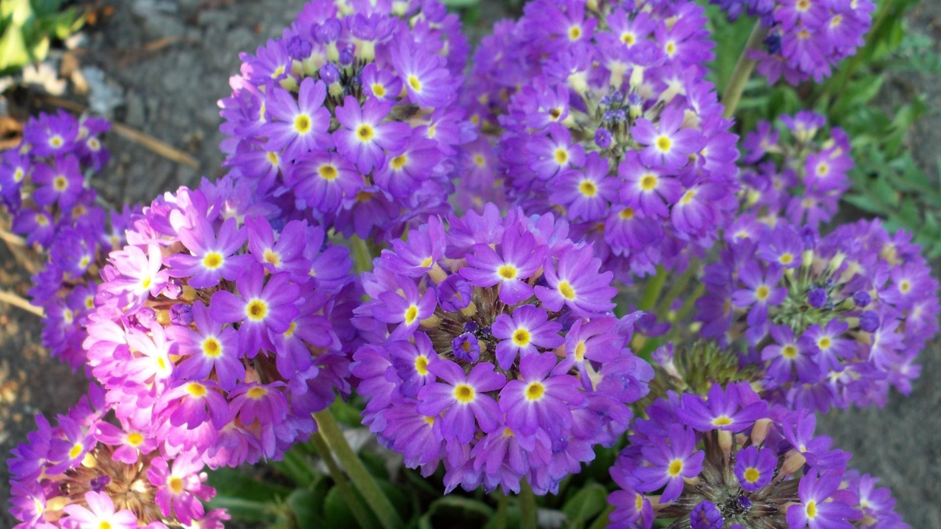 fleurs fleur nature flore jardin bluming floral pétale violet été croissance feuille couleur vivace lumineux à l extérieur saison bouquet