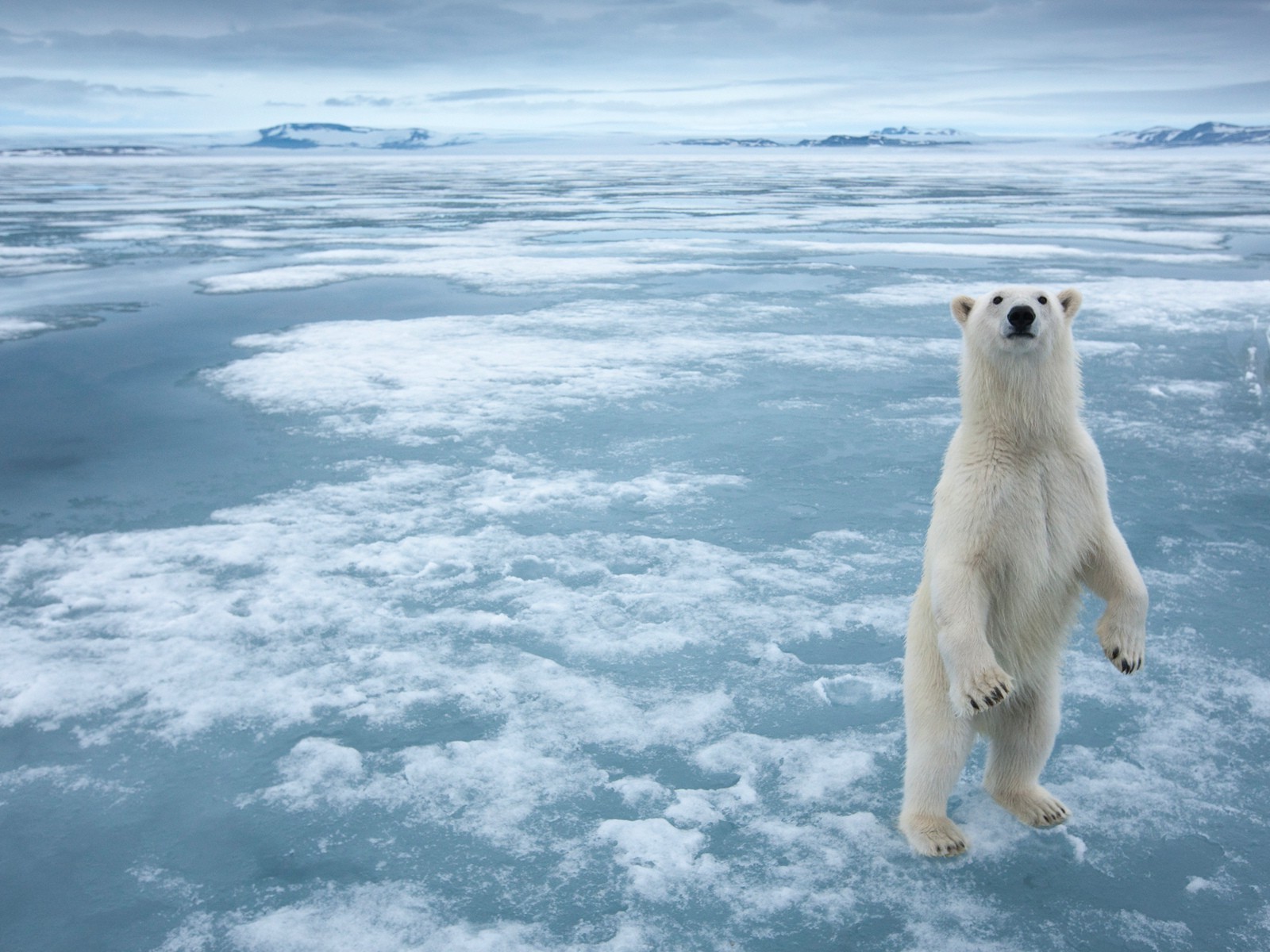 bears snow winter frosty ice water cold polar nature ocean sea outdoors landscape