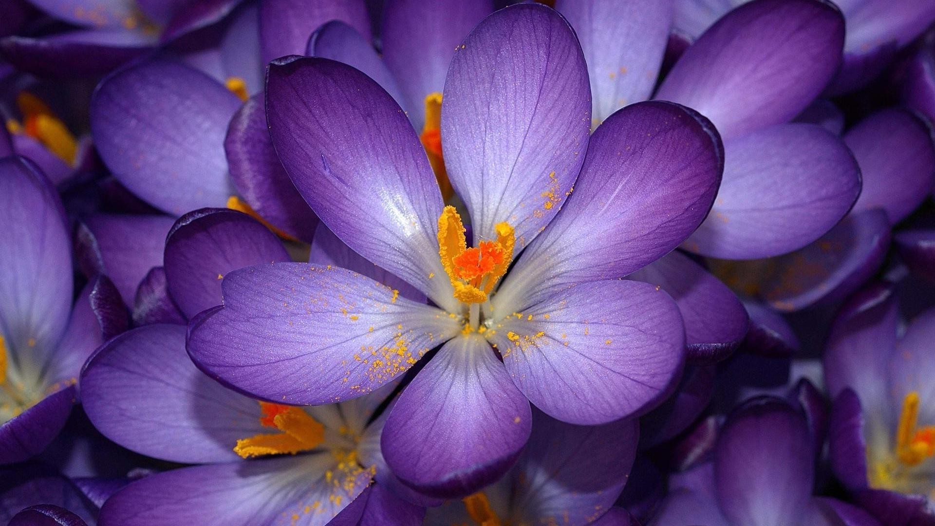 flowers nature flower flora garden leaf petal blooming