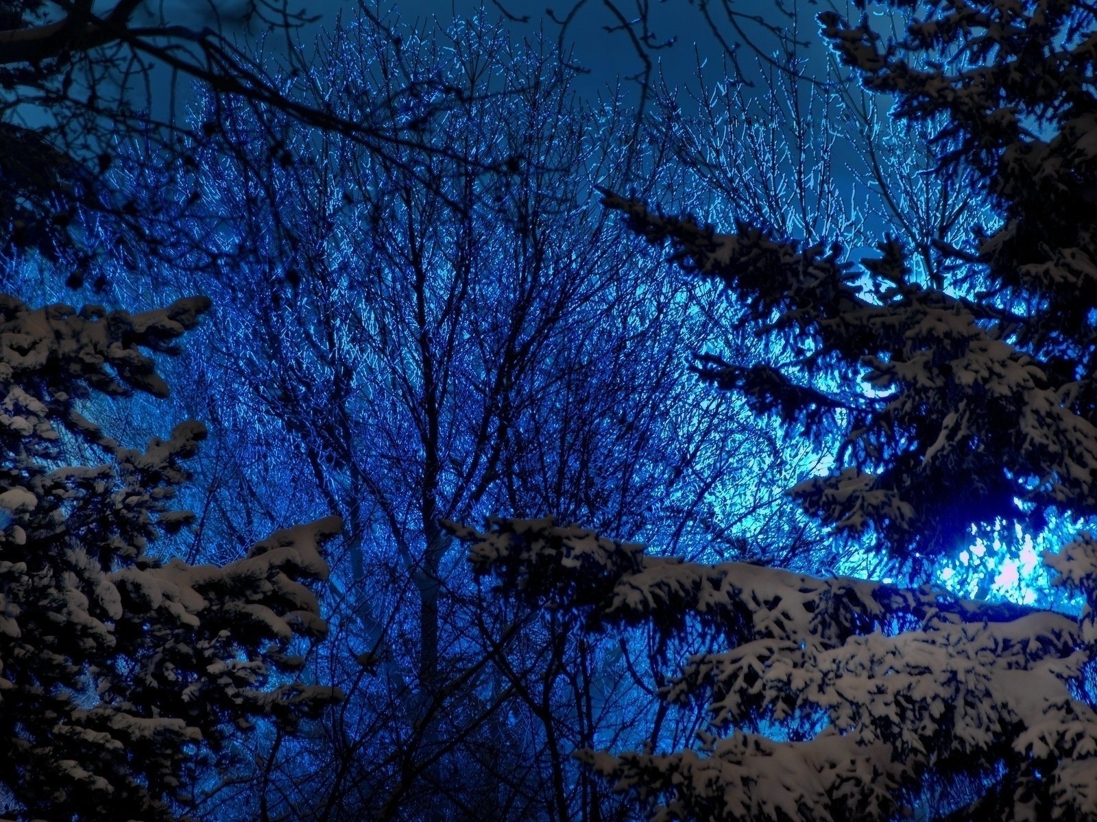 noite noite do crepúsculo noite do crepúsculo árvore inverno paisagem amanhecer luz neve madeira tempo silhueta frio outono noite natureza lua luz de fundo ramo escuro céu ao ar livre