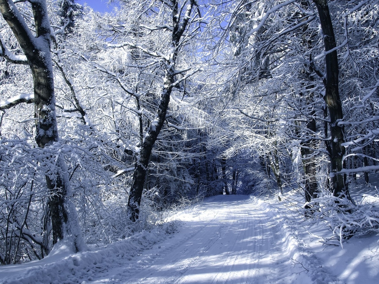 forêt hiver neige froid bois gel bois saison glace paysage congelé scénique météo neigeux branche nature scène glacial paysage parc manuel