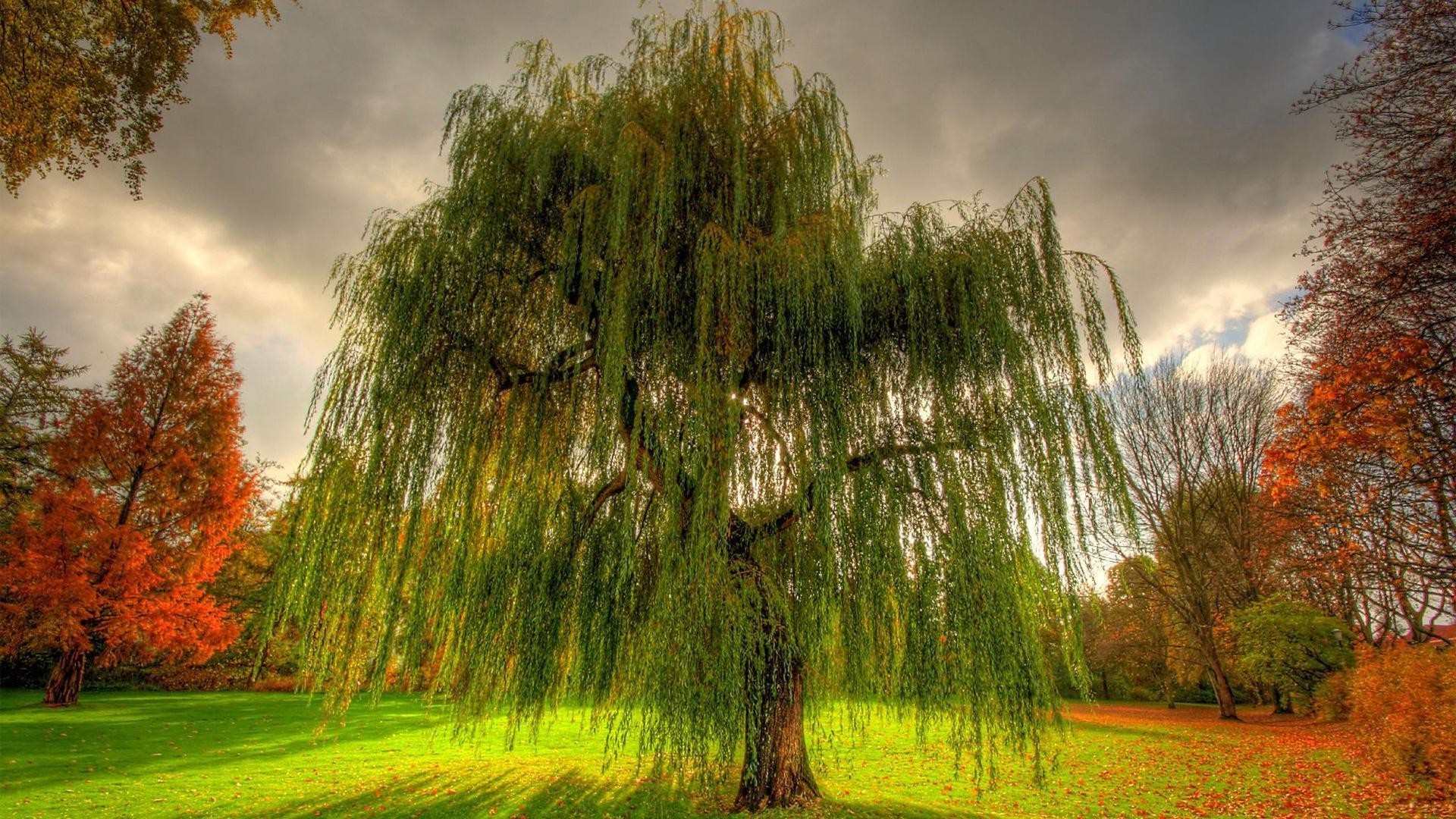 trees nature tree park landscape fall leaf grass outdoors wood fair weather dawn sun