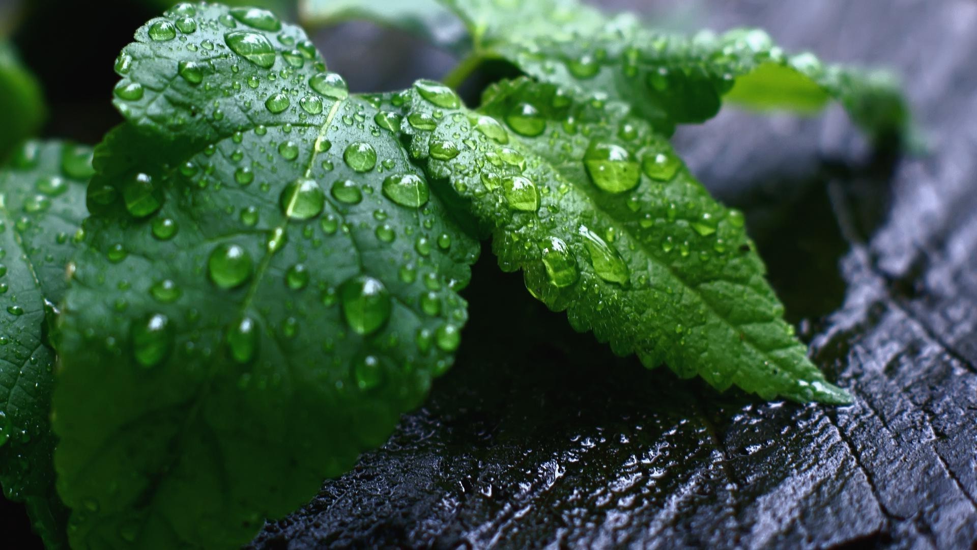 gotas e água folha chuva queda flora orvalho natureza molhado crescimento água frescura pureza meio gotas jardim close-up