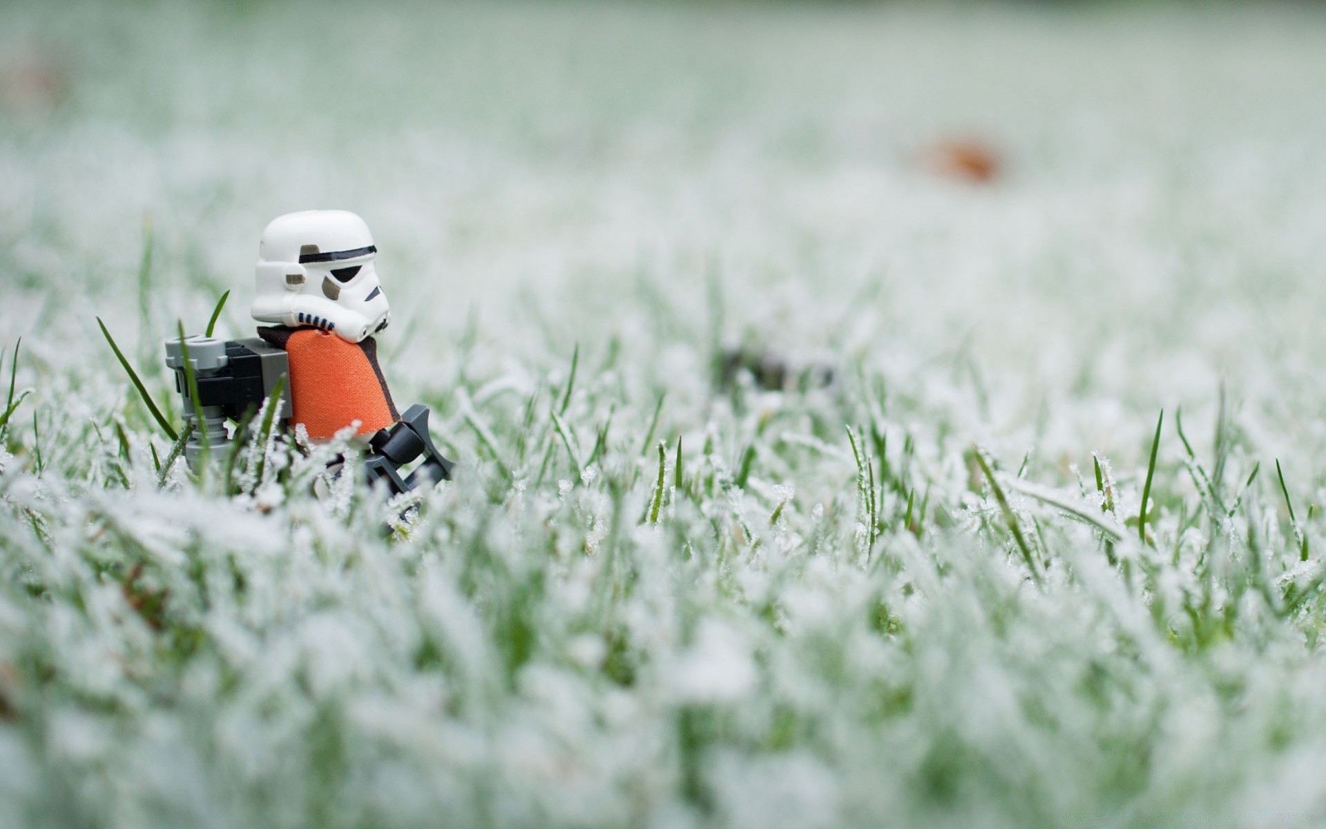 star wars campo grama natureza feno ao ar livre verão gramado flor rural bom tempo temporada jardim borrão flora