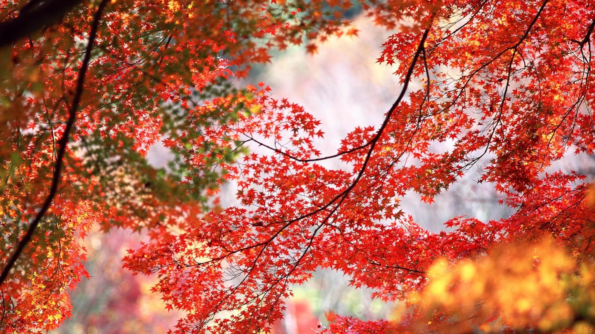 autumn fall leaf season bright tree nature maple color desktop branch