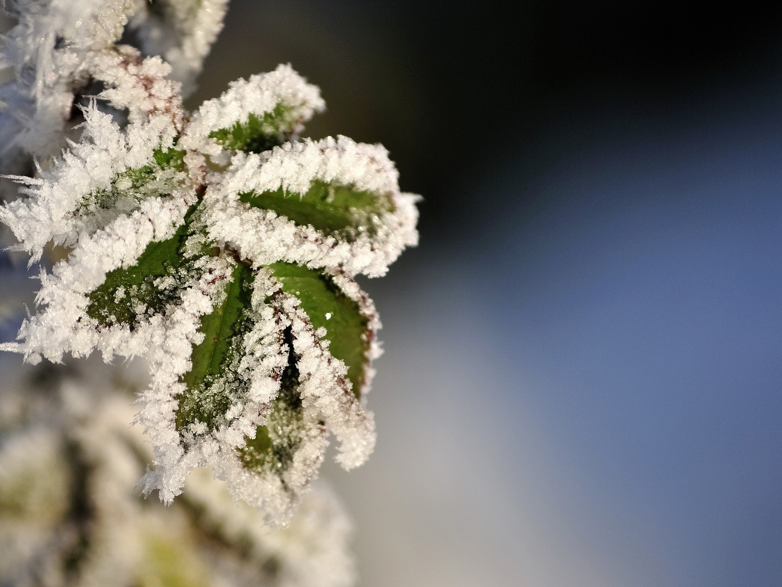 droplets and water nature winter outdoors frost tree leaf snow flower season flora bright christmas summer