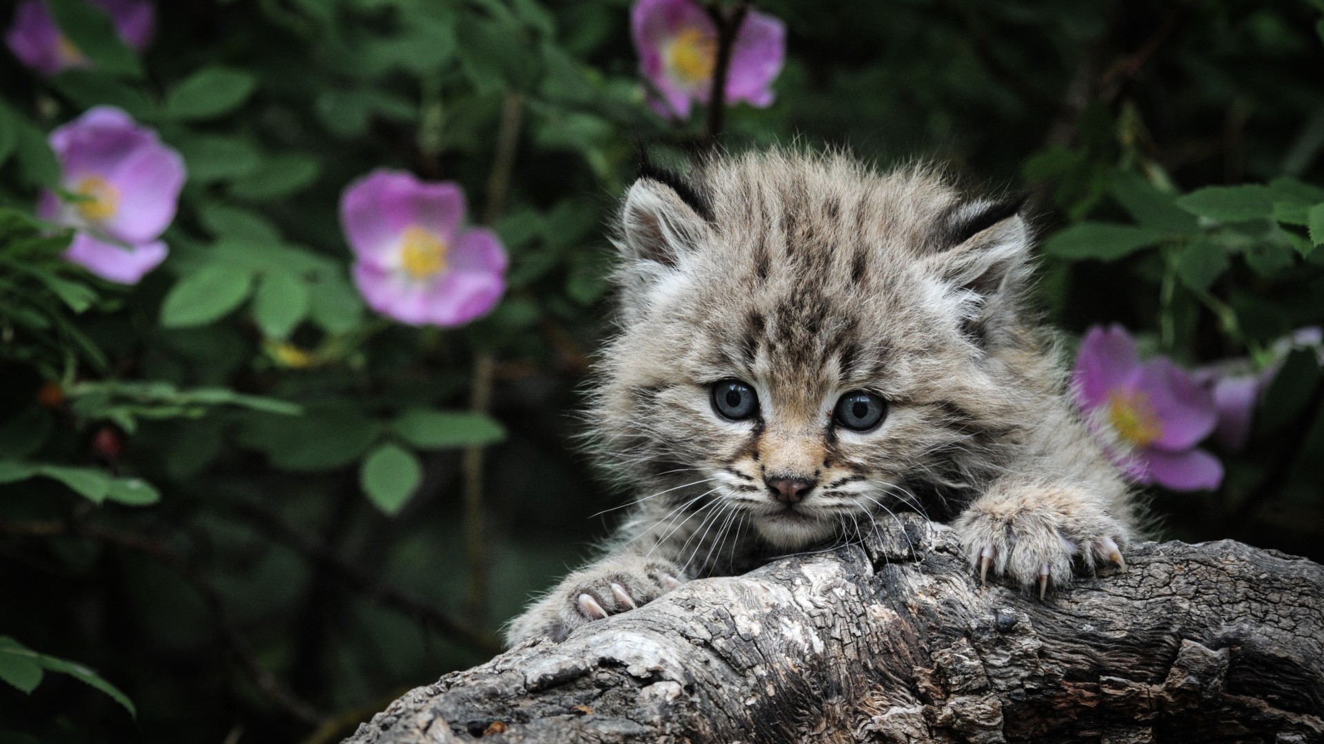 gatos natureza animal selvagem fofa gato ao ar livre vida selvagem mamífero pequeno