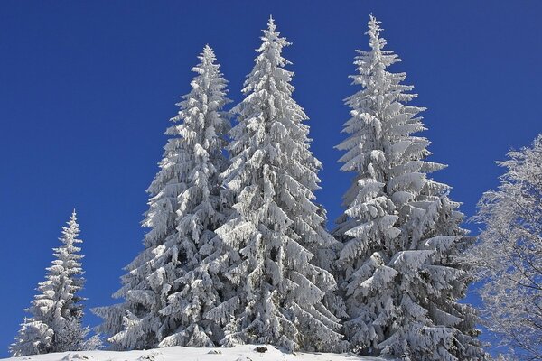 Schön. winterliche. schneebedeckte Fichten