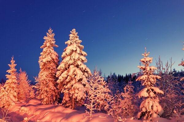 Bäume im Schnee bei Sonnenuntergang und Sonnenaufgang