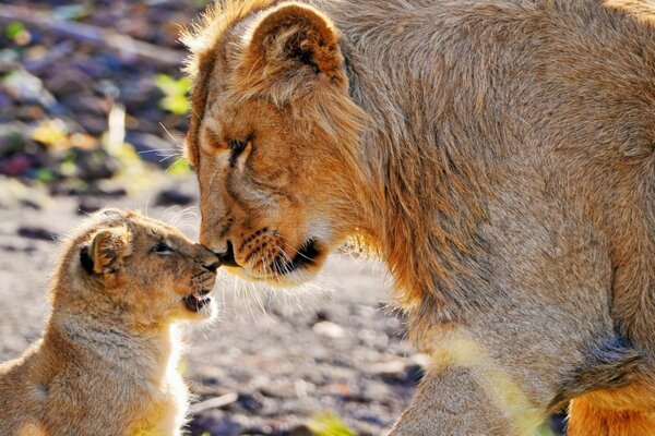 Tigresse avec un tigre assis au soleil