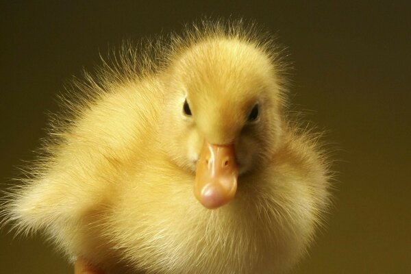 Petit canard jaune sans défense