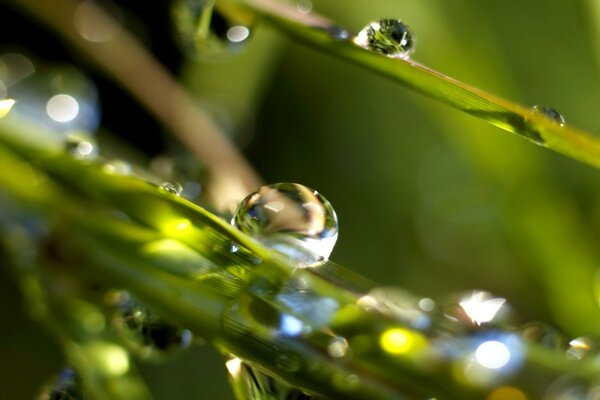 Droplets and water. Dew on the leaves