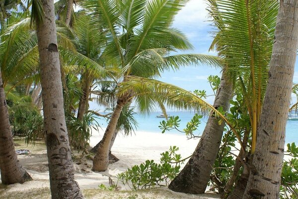 Tropical palm trees on the Mediterranean coast