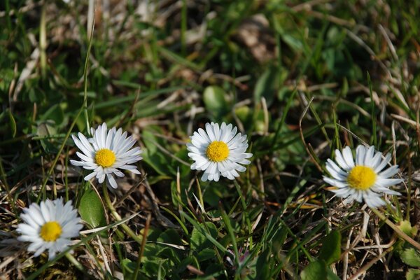 Schöne Gänseblümchen im grünen Gras