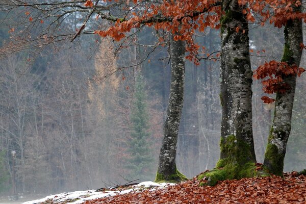 Herbstliche Inspiration oder doch Einsamkeit