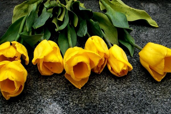 Bouquet de tulipes jaunes sur béton gris