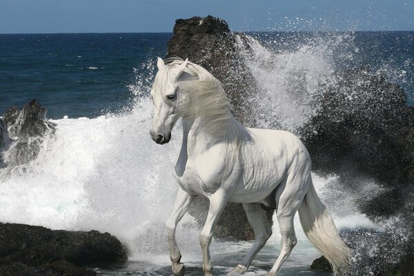 White horse on the shore