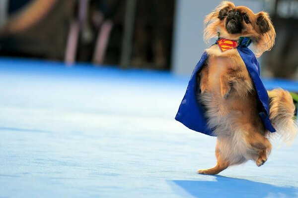 Dancing dog in a superhero cape