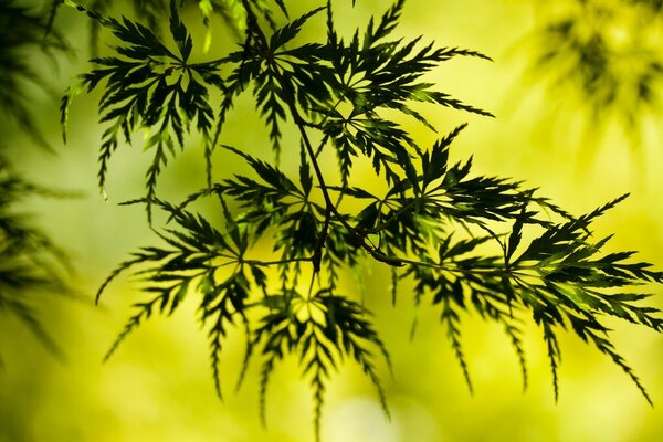 Snowflake leaves in the nature of the jungle