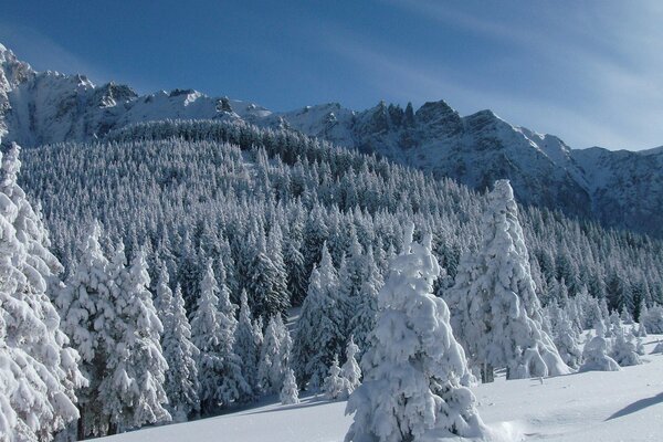 Mountains in the snow in winter with a forest