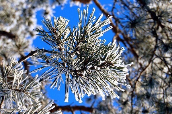 Prickly pine needles and clear clear sky