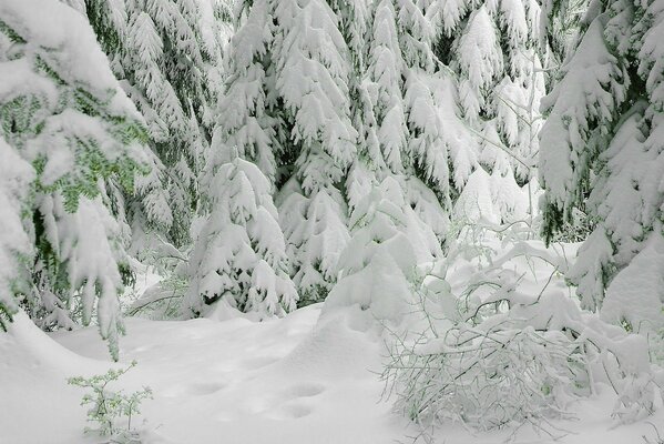 It s a cold winter, but what a beautiful frosty forest!