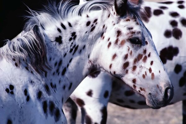 Un par de caballos en manzanas en la naturaleza