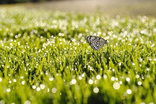 Schmetterling auf dem Morgengras