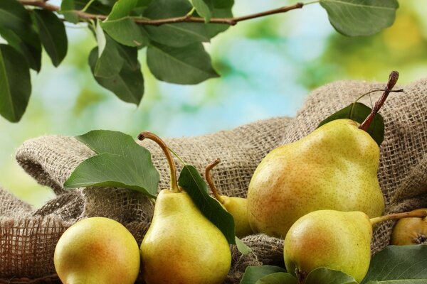 Pears on a background of burlap and leaves