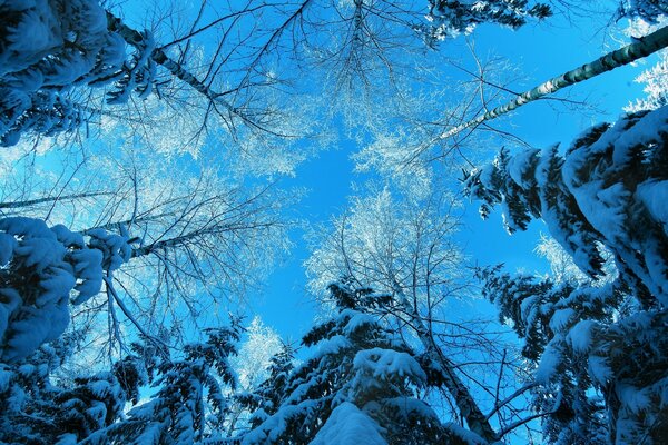 Winter mit Schnee übersät, sich nach oben schließende Bäume