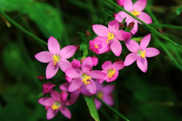 Primi piani di fiori rosa