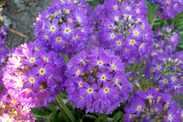 Fleurs violettes macro tir