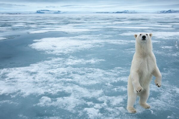 北极的一只可怕的北极熊