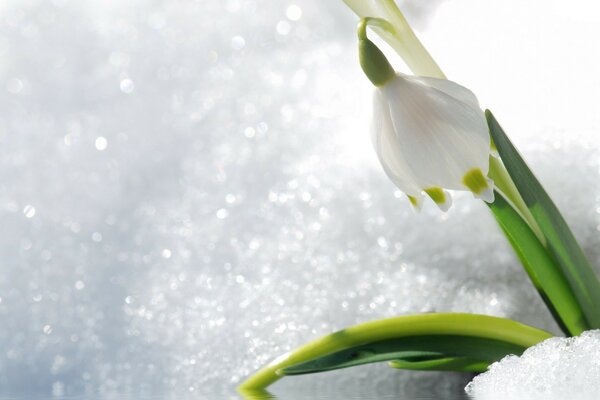 Fiore della natura caduto in inverno