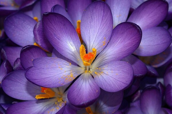 Hermosas flores de color púrpura