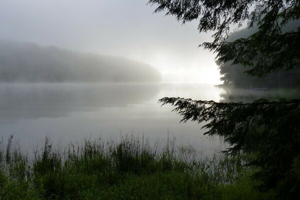 清晨夏天湖面上的雾