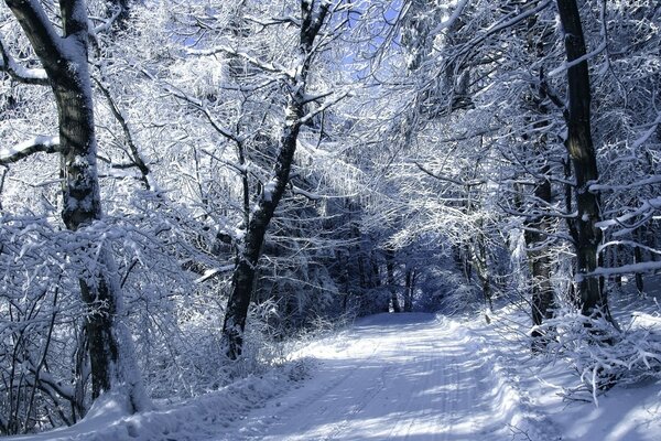 Sentiero innevato con copertura di foresta disseminata di freddo