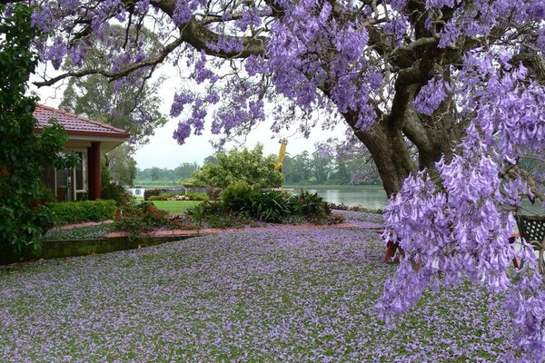 A blooming tree on the background of a house