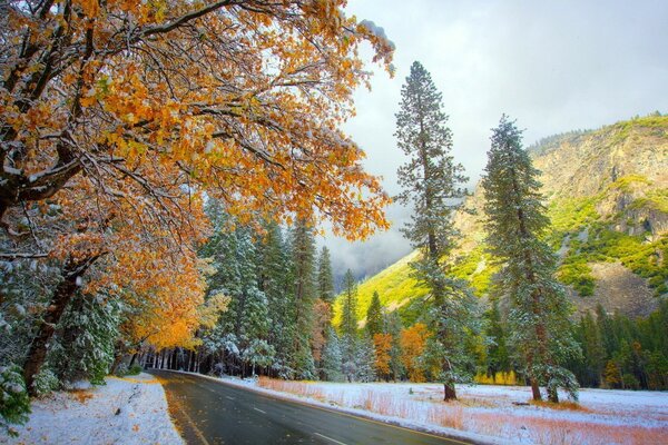 Autumn forest and the first snow