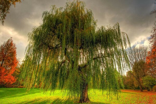 Arbres colorés dans le parc