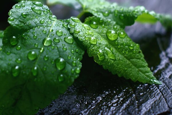 Gouttes gros plan sur les feuilles