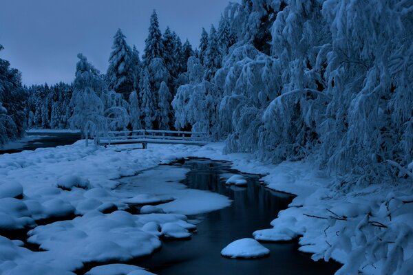 Estanque congelado en el bosque cubierto de nieve