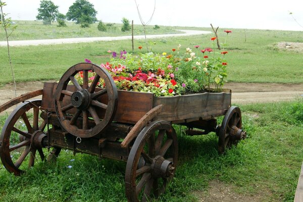 A cart with flowers on the grass in the field