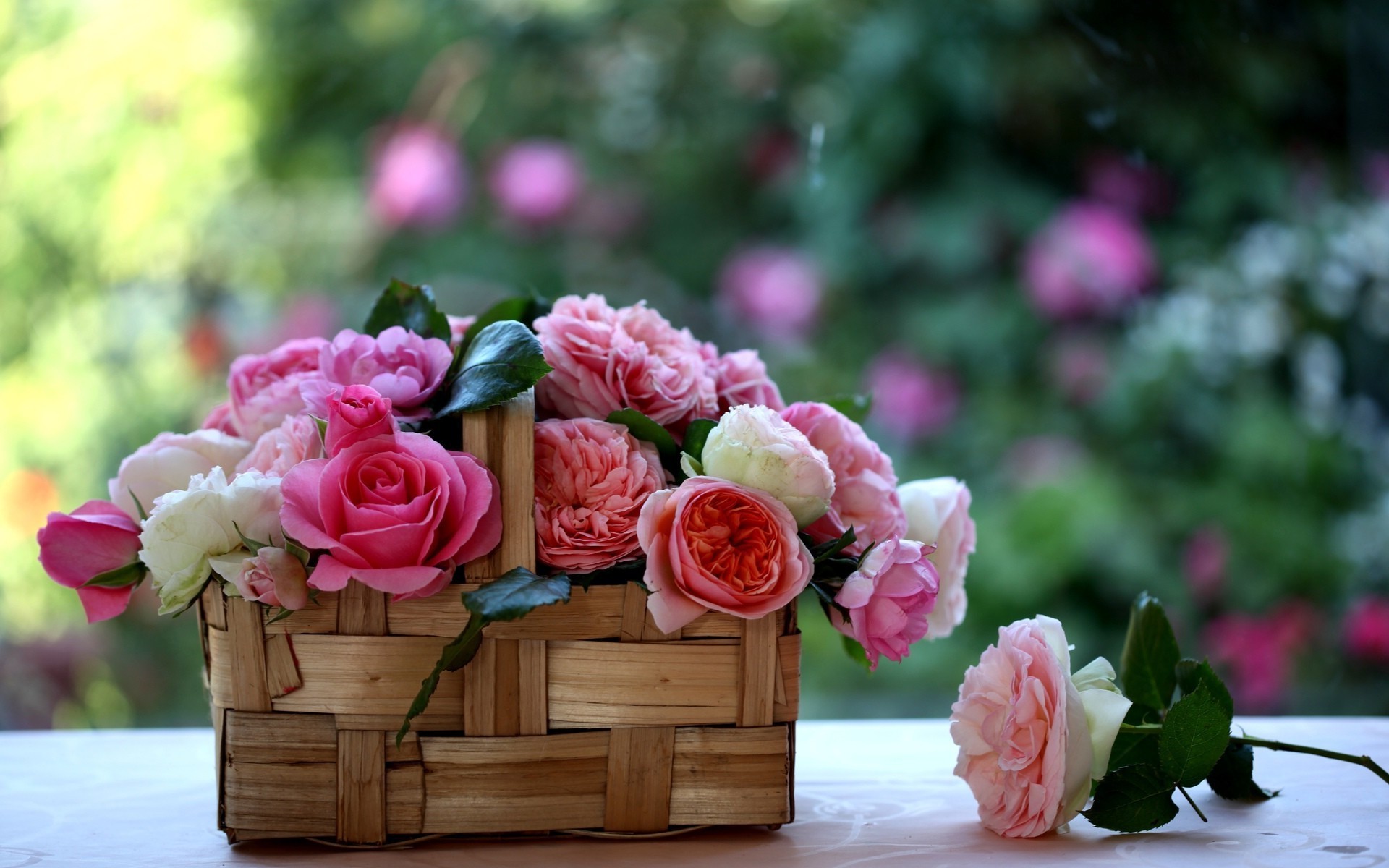 rose bouquet di fiori da sposa giardino amore petalo natura decorazione fiore floreale romanticismo romantico foglia regalo vaso di colore flora vacanza